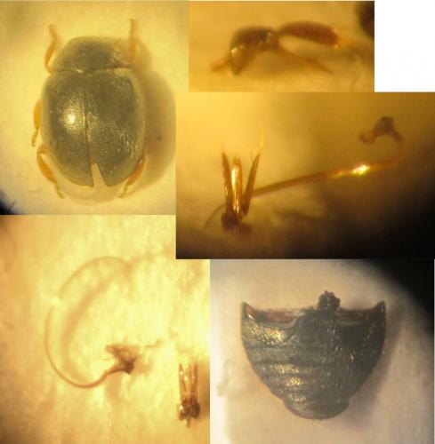 Réf. 274 966 : Scymnus femoralis